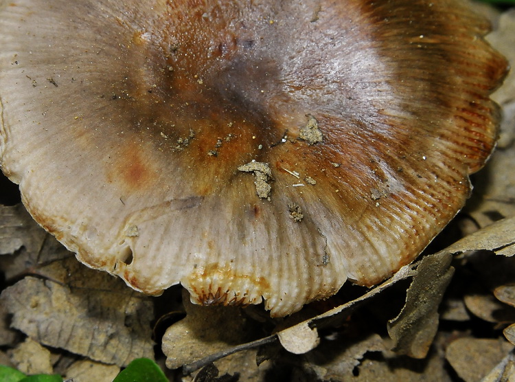 Russula sp. (cfr. R. sororia/R. amoenolens)